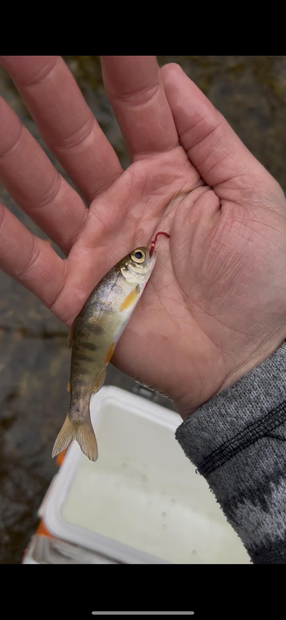 Identify hatchling trout species?