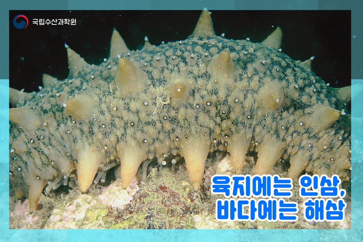 국립수산과학원 - 생태계 정화의 일등공신이자 바다의 인삼이라 불리는 해삼. 오돌토돌한 식감이 매력적이며...