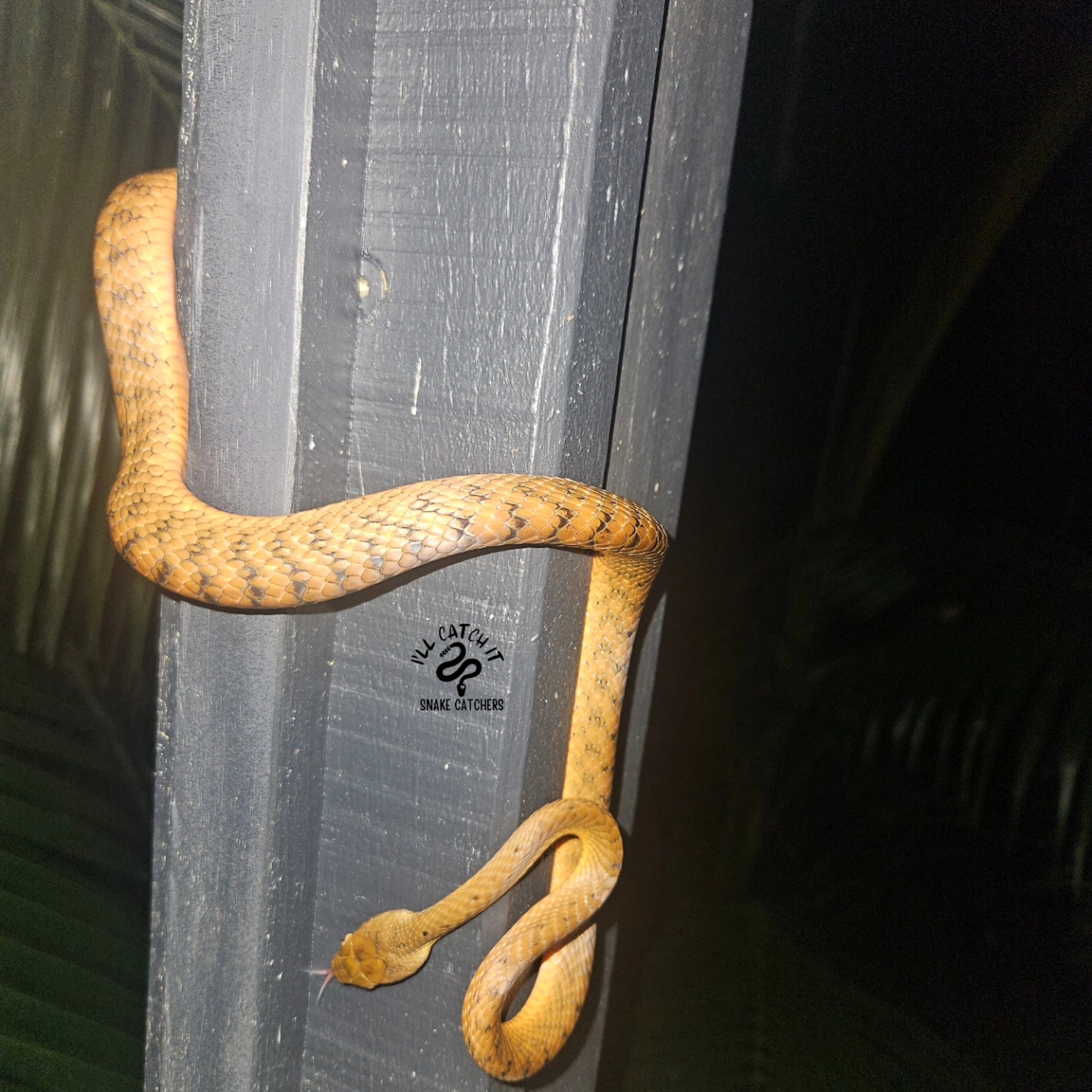 I'll - “Brown Tree Snake” (mildly-venomous) from Tumbulgum 🐍 # ...
