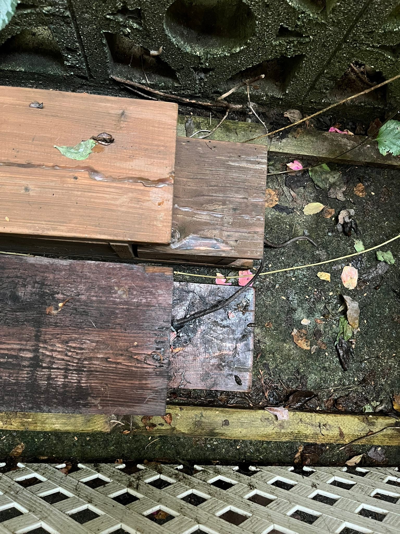Chilliwack a Rat | Chilliwack BC