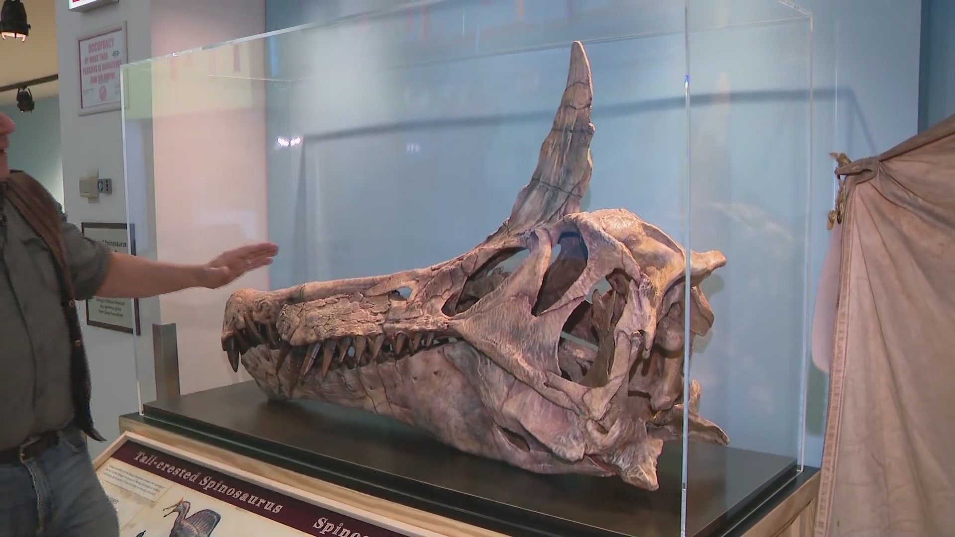 A colossal discovery in the world of dinosaurs is now on display 