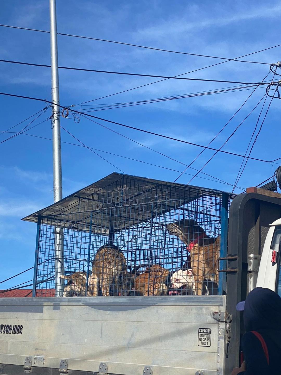 Woof Babies - hello! dog catchers po currently in pines... | Facebook