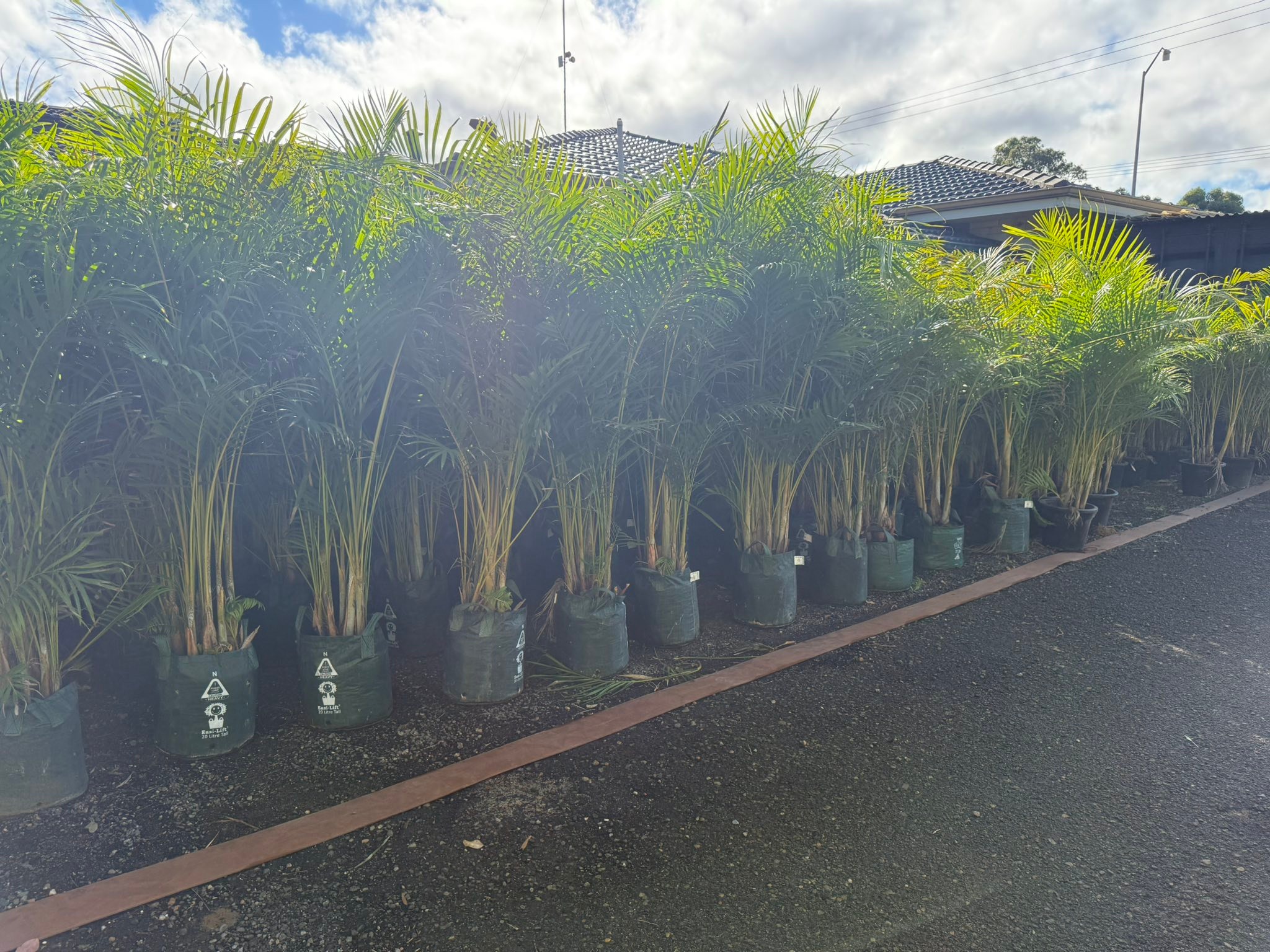 Golden Canes palms for sale at Pikie's Plants