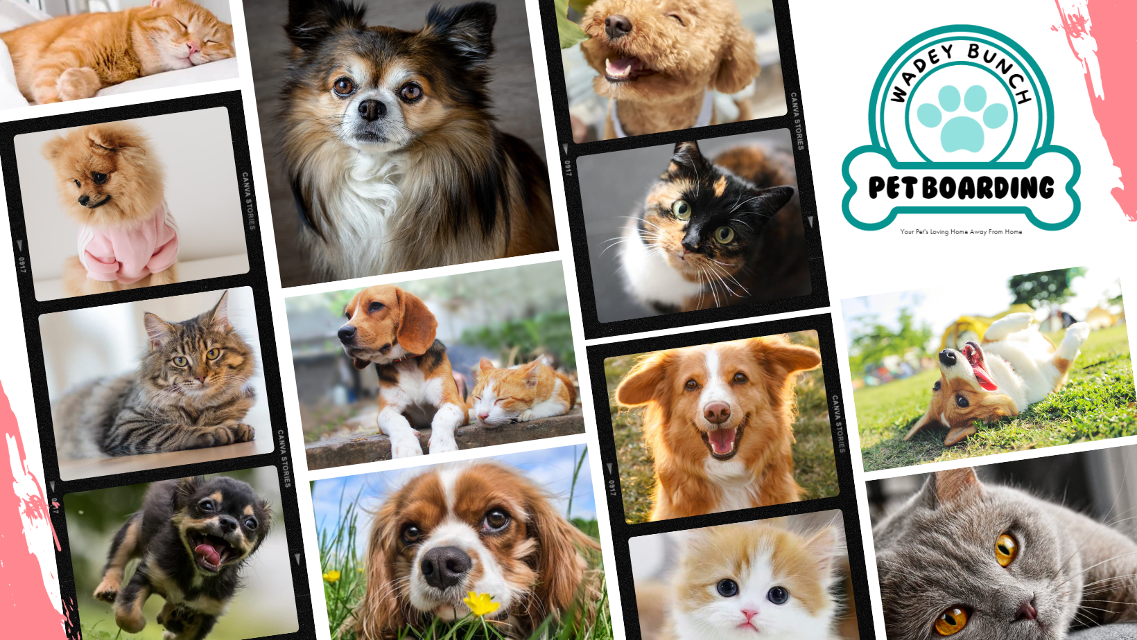 Wadey Bunch Pet Boarding | Allen TX