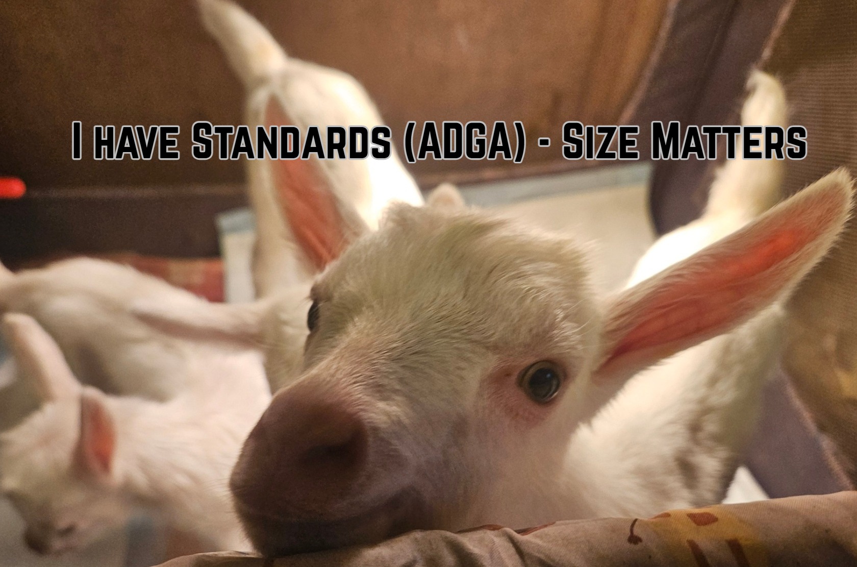 Goodwin - Are you tired of scrolling through endless Nigerian Dwarf ...
