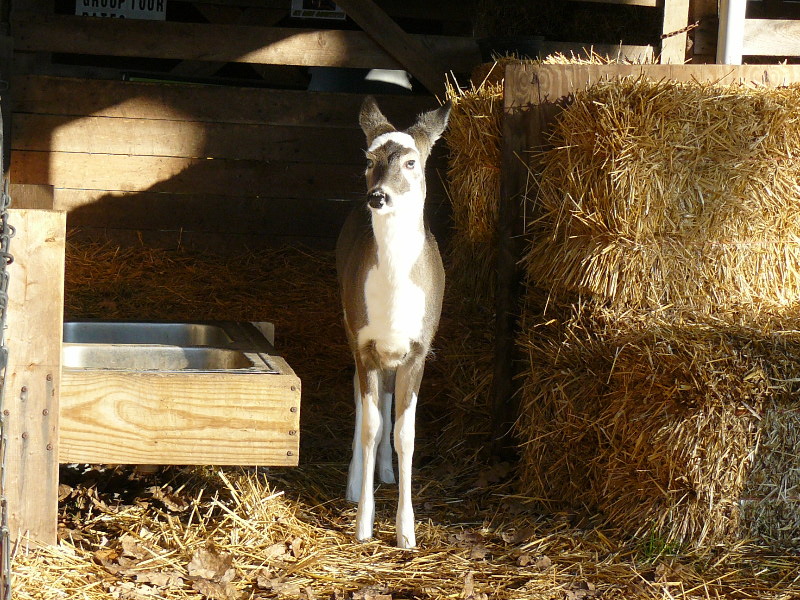 Double Diamond Deer Ranch | Cooksburg PA