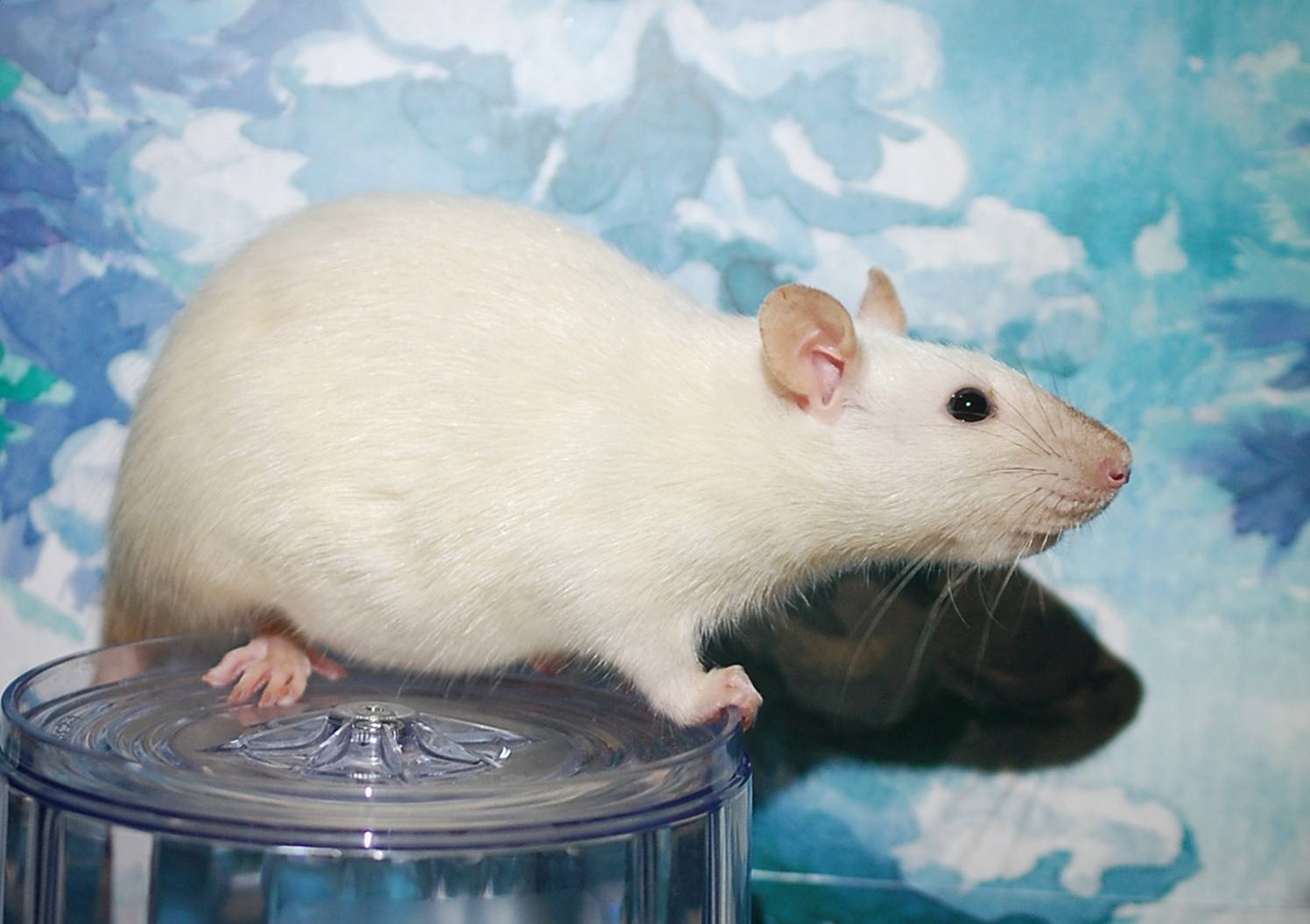 Redwood Rattery - Baelish is our largest rat currently 🥰 Russian blue ...