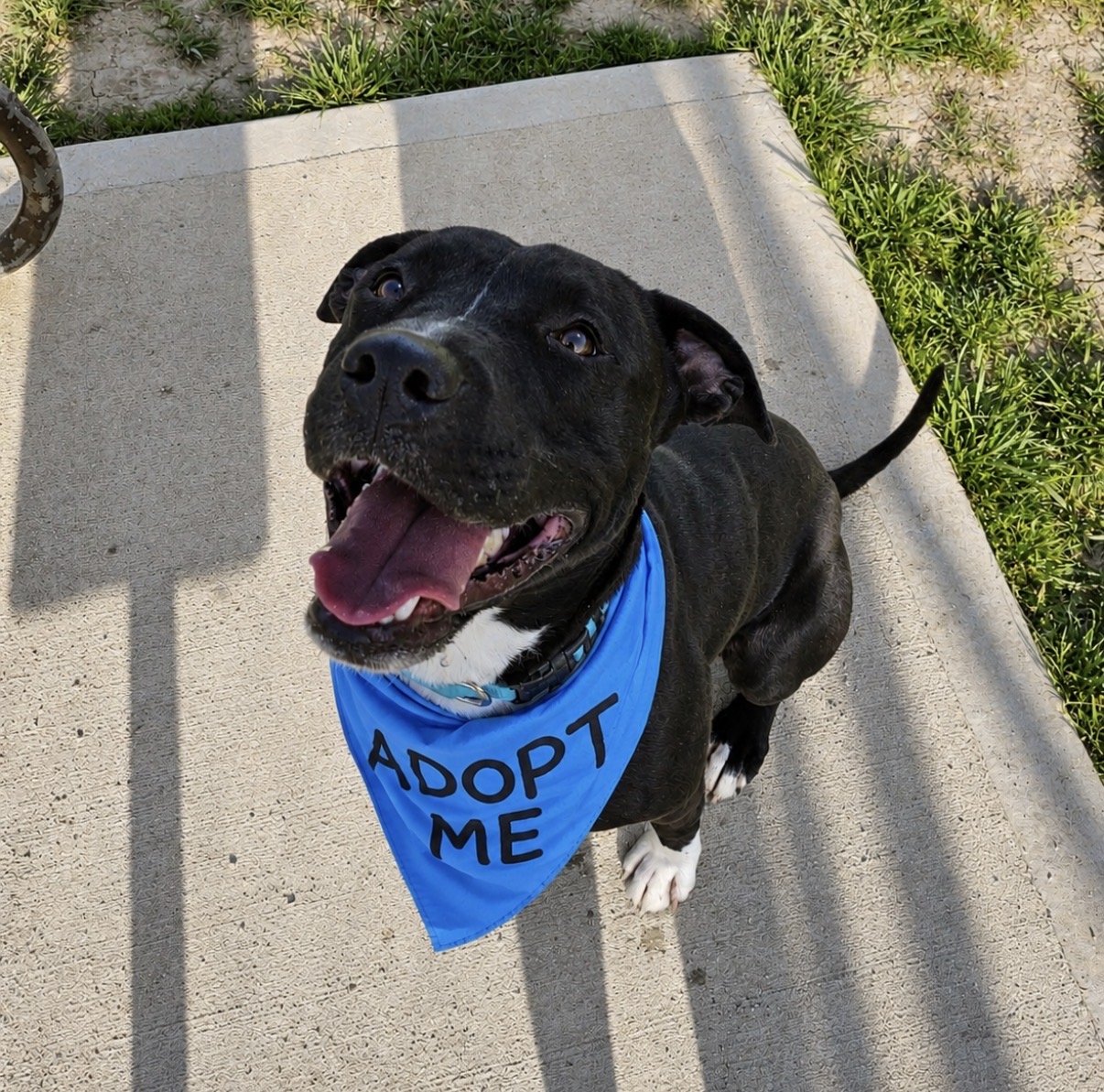 UPDATE Owner Located! Do you... - Jay County Humane Society | Facebook