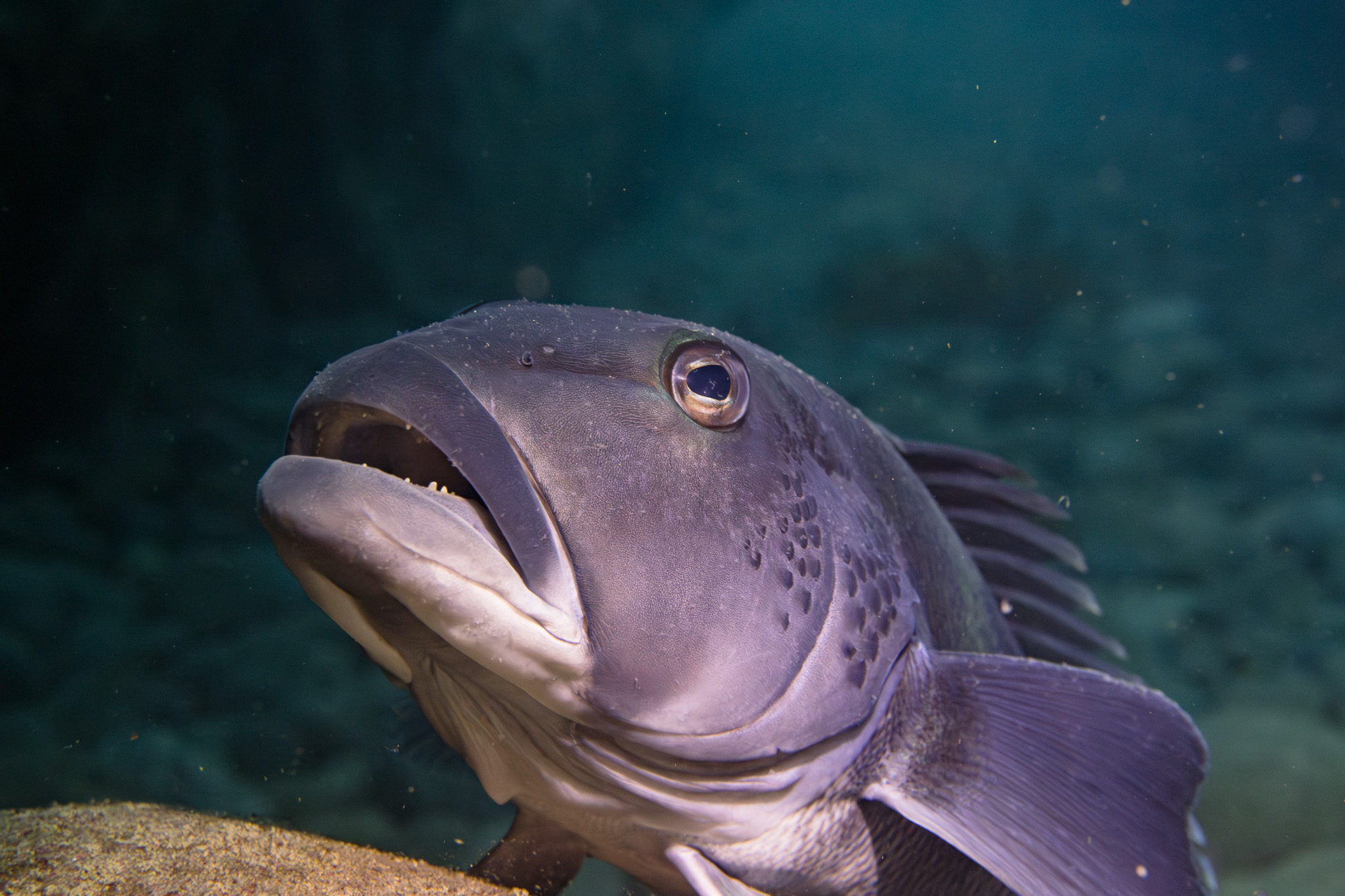 Dive - The recreational daily limit changes for blue cod from Taranaki ...