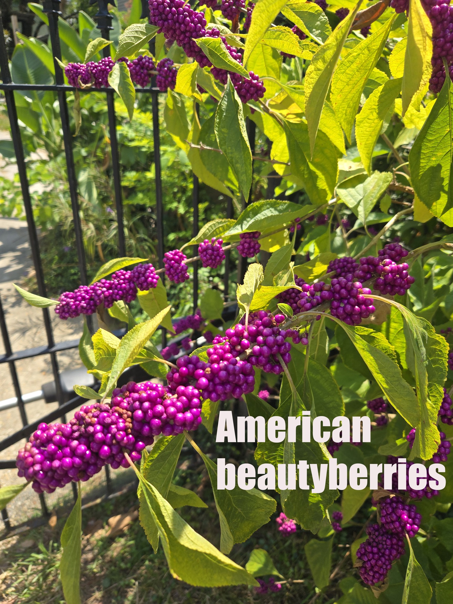 Country - The American beautyberry (Callicarpa americana) is also known ...
