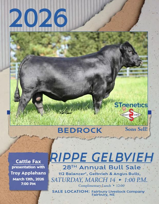 Rippe Gelbvieh | Hubbell NE