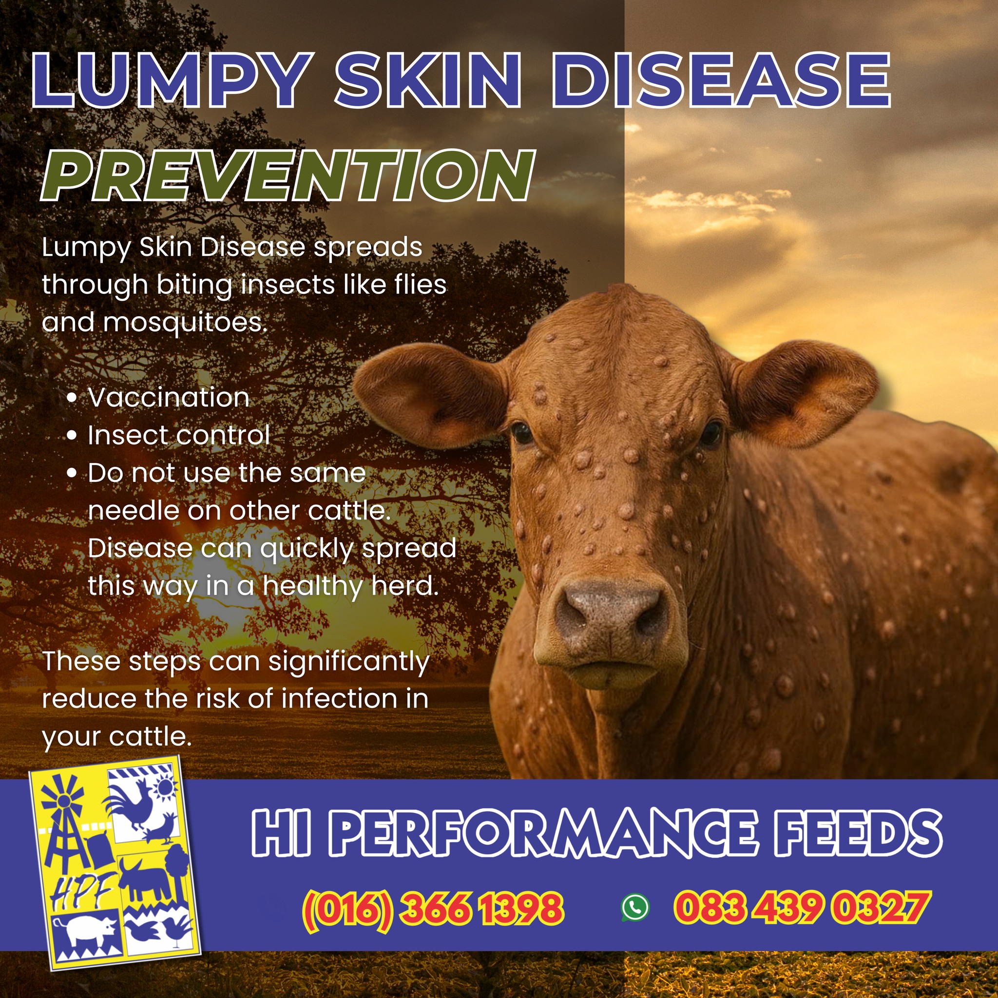 🐄🛡️ Protect your herd from Lumpy... - Hi Performance Feeds | Facebook