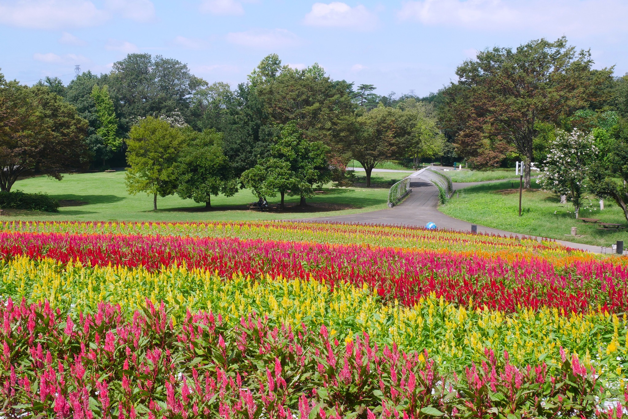国営 武蔵 丘陵 森林 公園