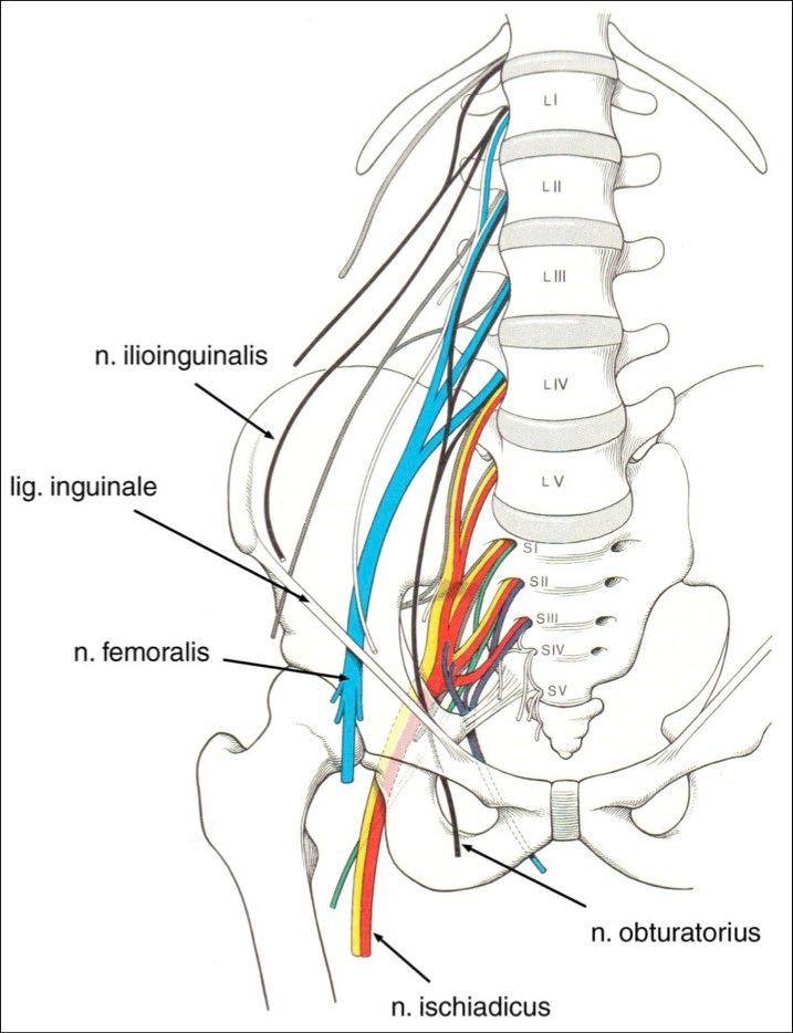 Dr. Muhammed - Inguinal Nerve | Facebook