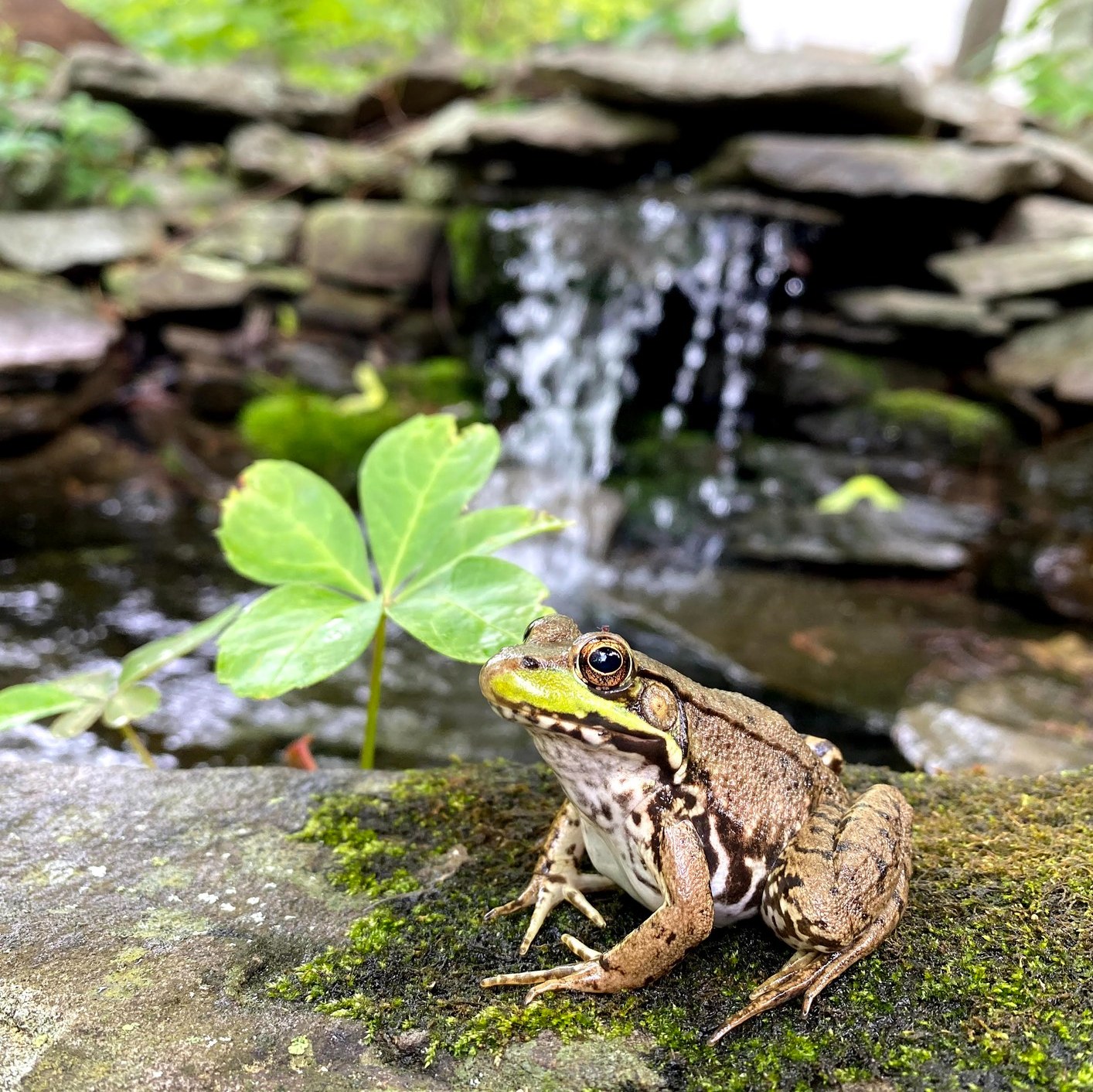 Restore Native Plants and Wildlife