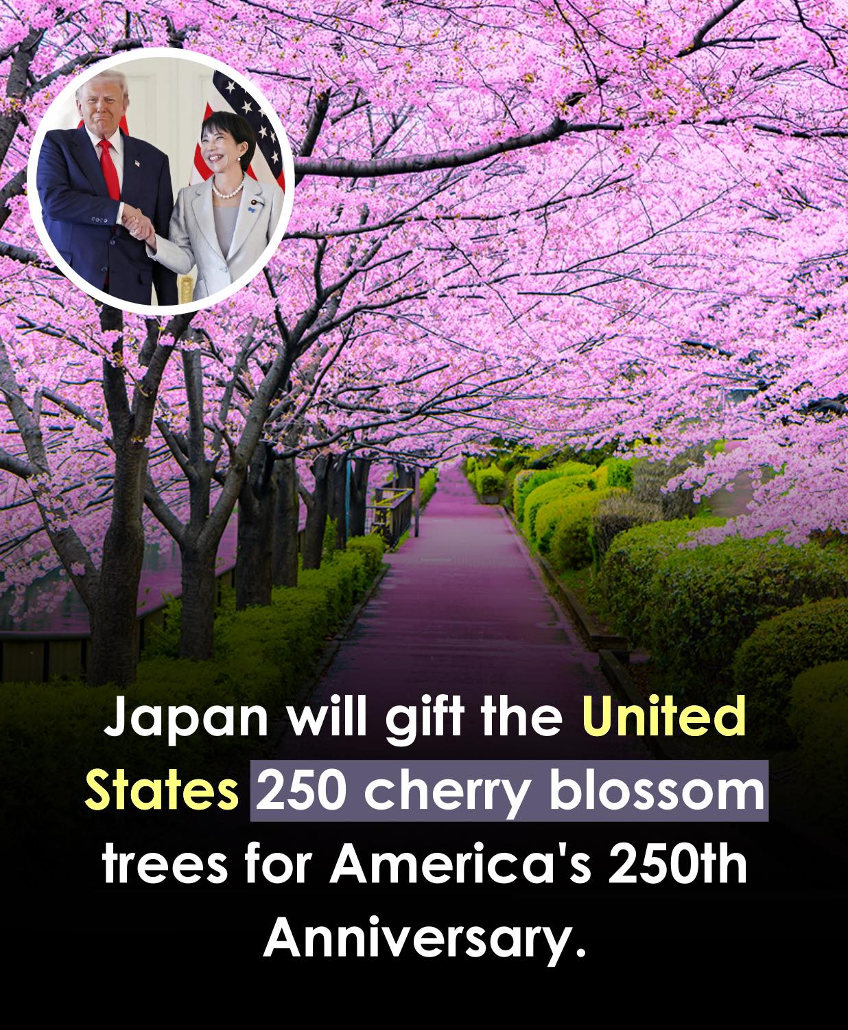 Japan will honor the U.S. 🇯🇵🤝🇺🇸 by gifting 250 cherry blossom
