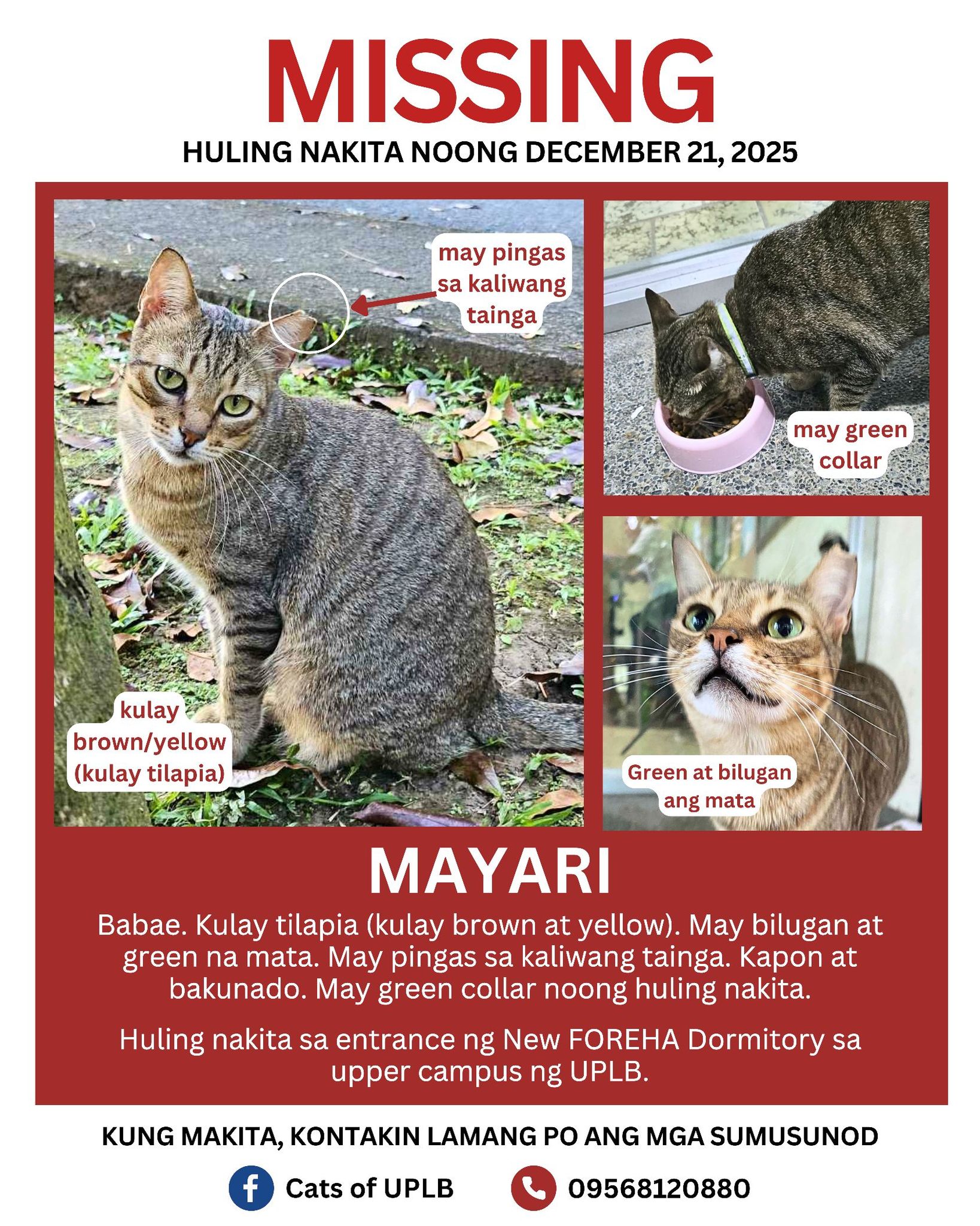 Cats - [UPDATE] As of Dec. 27, 9:30PM, nahanap na po si Mayari ...