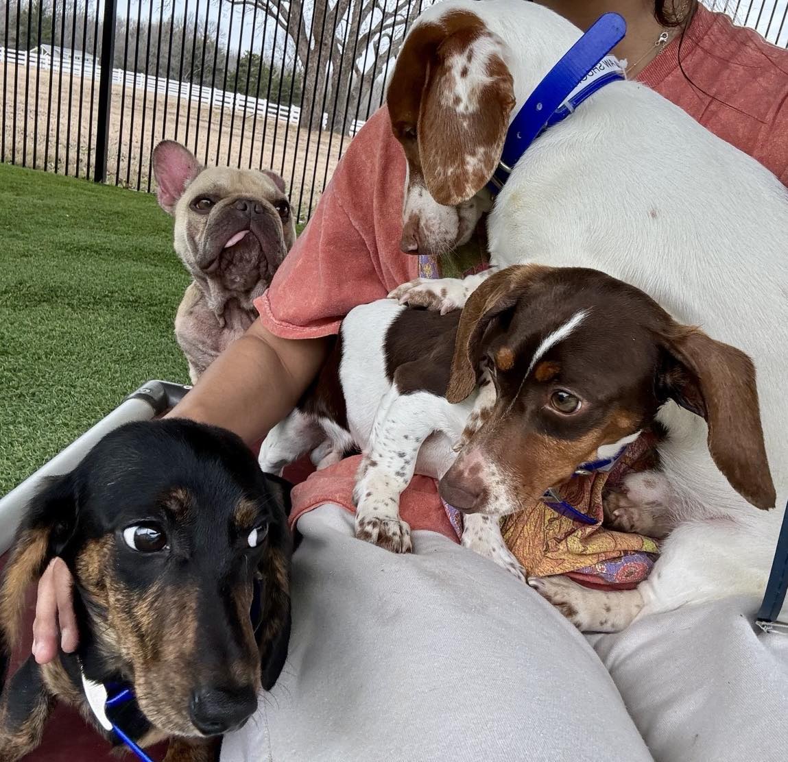 Lone Star Dog... - Lone Star Dog Ranch & Dog Ranch Rescue