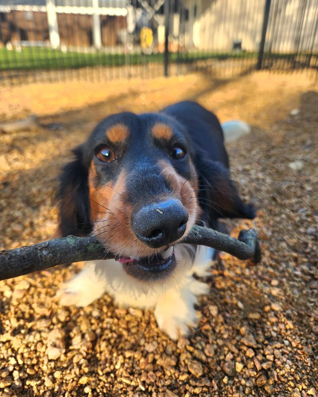 Lone Star Dog... - Lone Star Dog Ranch & Dog Ranch Rescue