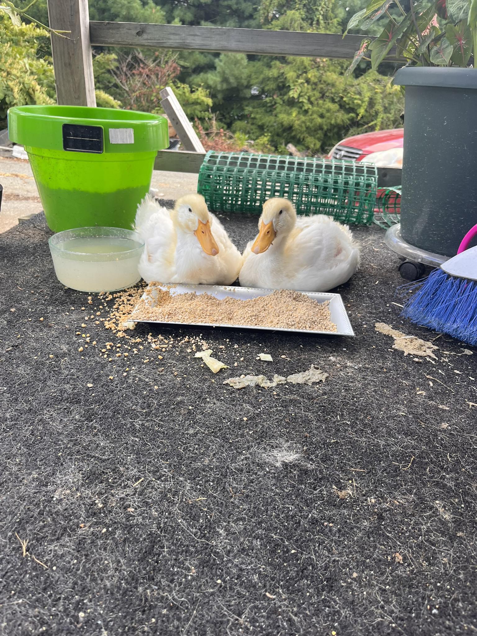 Curated visual reference: Fresh Look at Raising Ducks And Geese Anyone Successfully Own A Jumbo Pekin