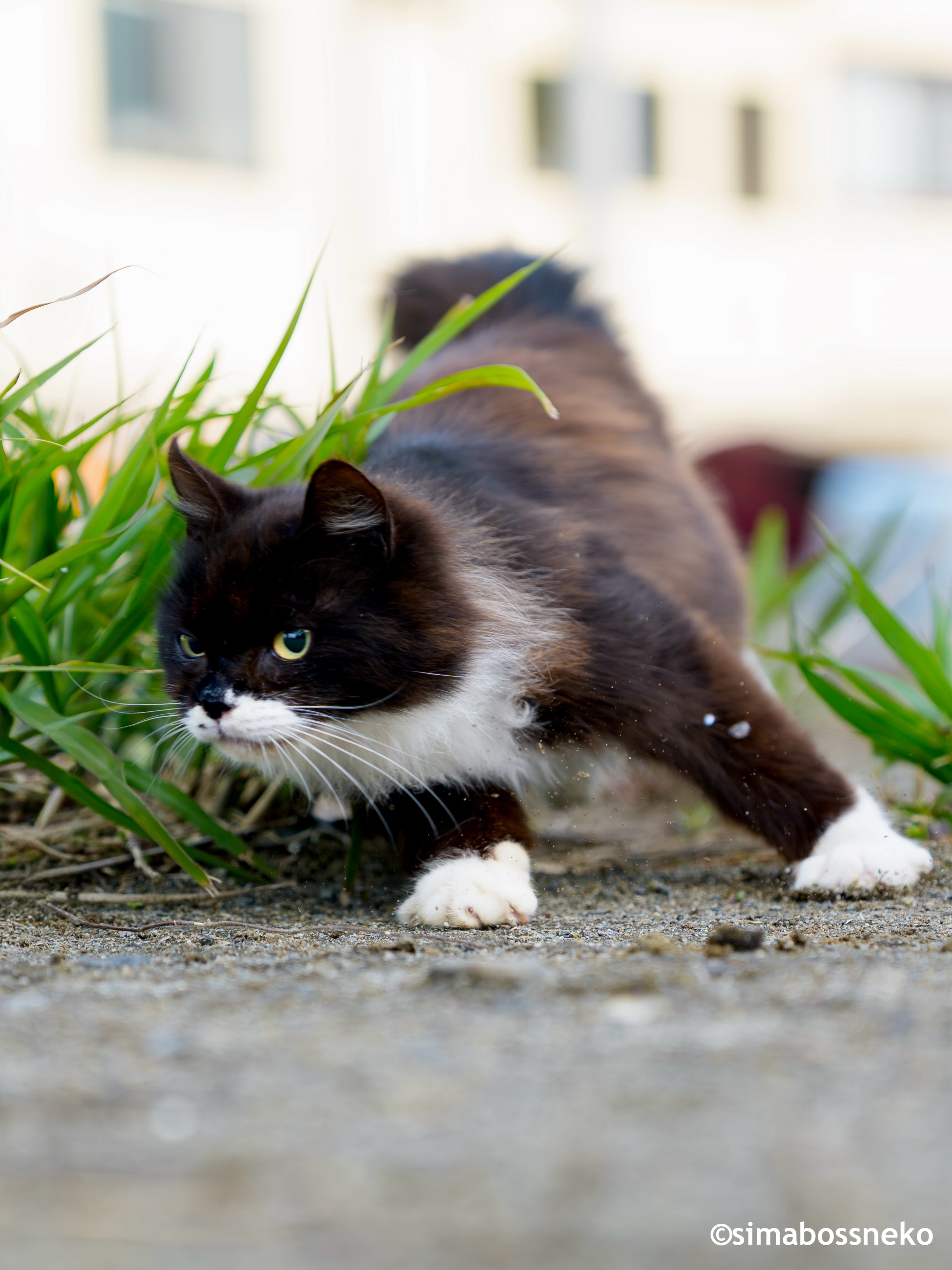Simabossneko - ・ シュタッ💨💨✨ Ninja landing! 😼💨💨✨ #ねこ #猫