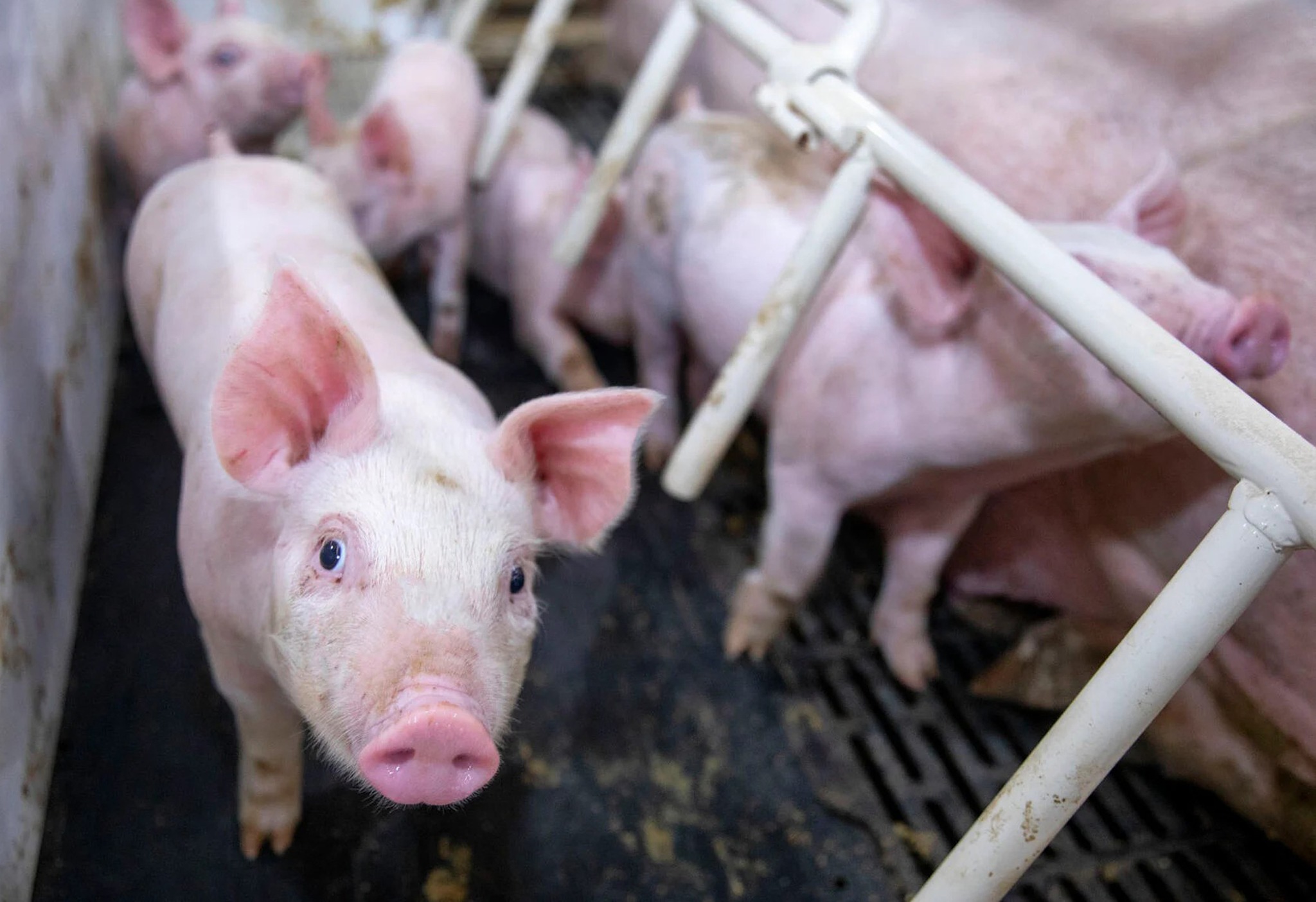 Breeze-Courier - Plentiful pig inventory to start new year; pork supply ...