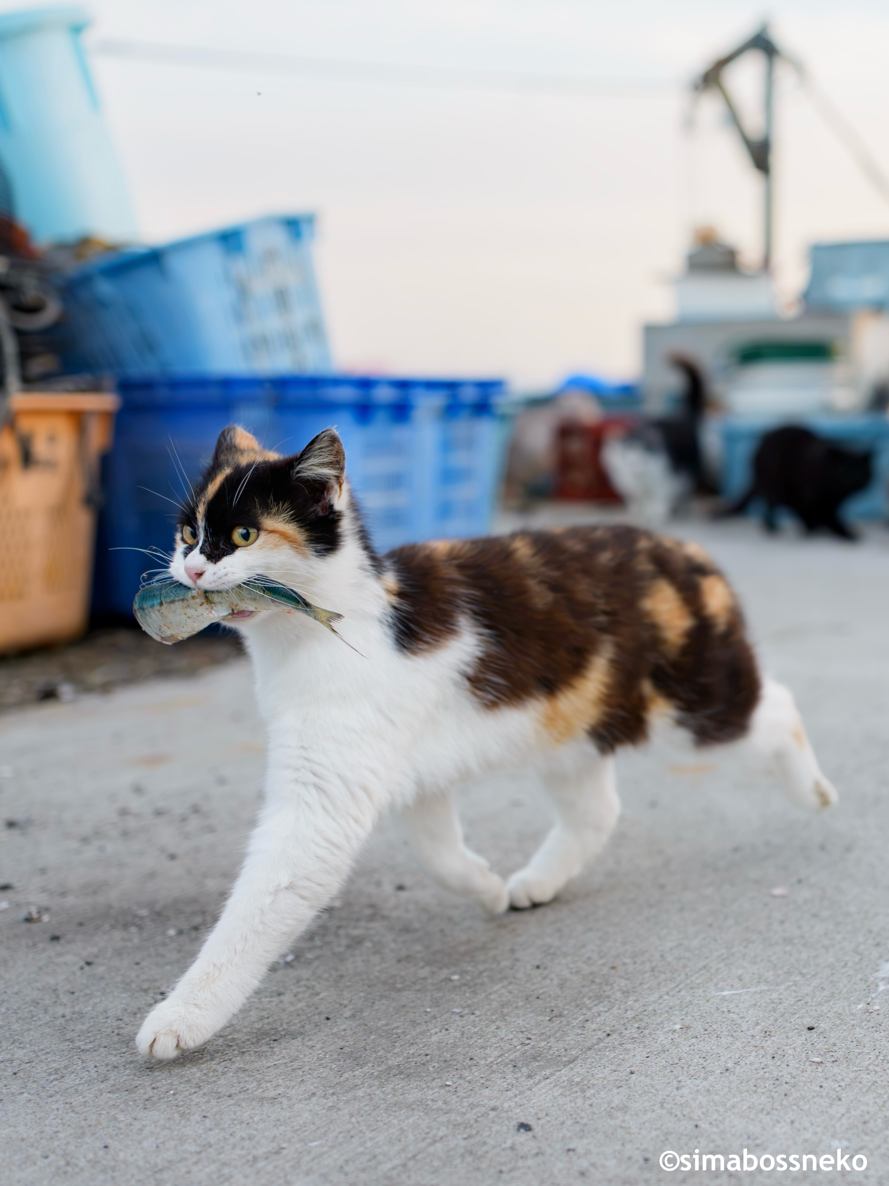Simabossneko - ・ シュタッ💨💨✨ Ninja landing! 😼💨💨✨ #ねこ #猫