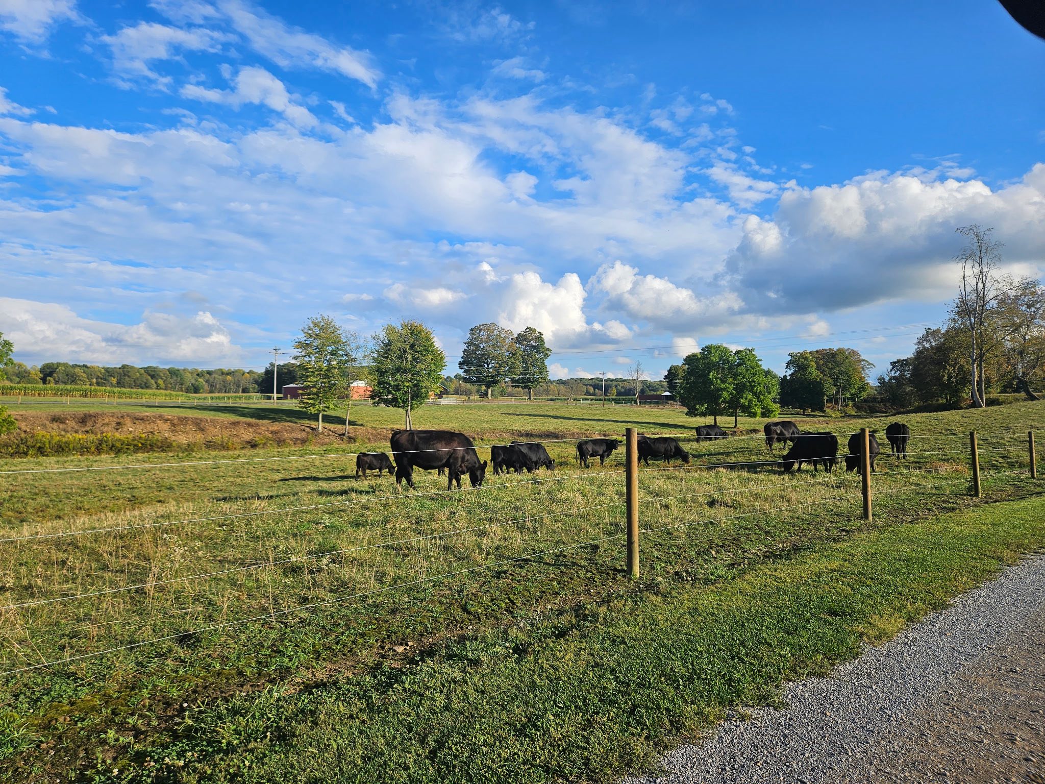 Bloomfield Livestock... - Bloomfield Livestock Auction LLC.