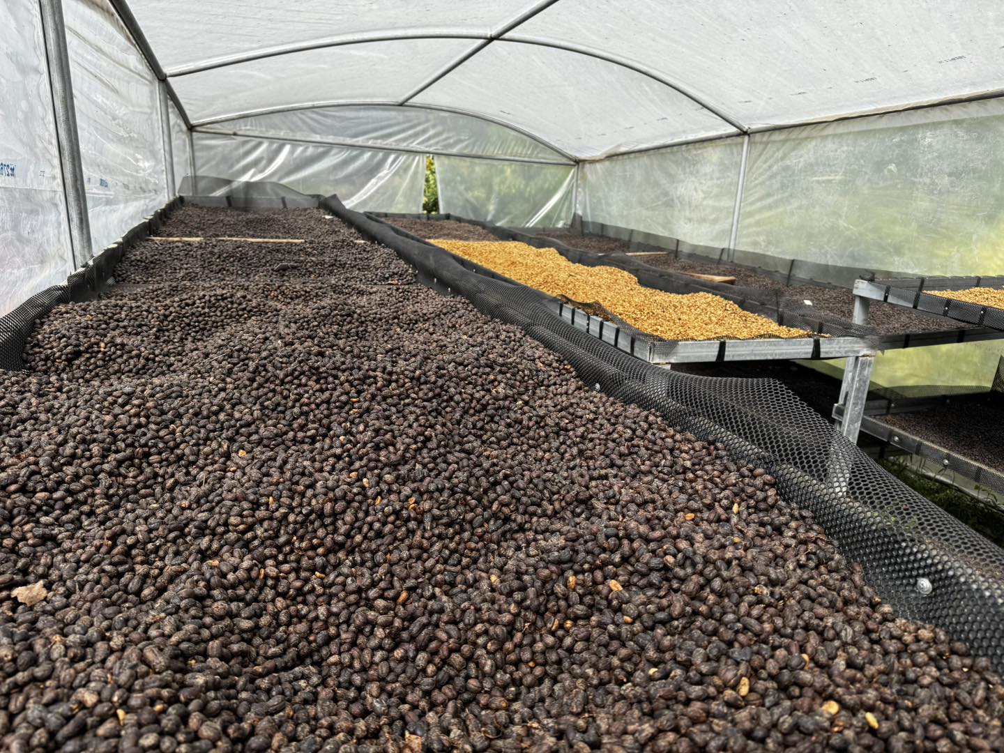 Servicios Profesionales de Catación de Café S/Astúa | San Marcos