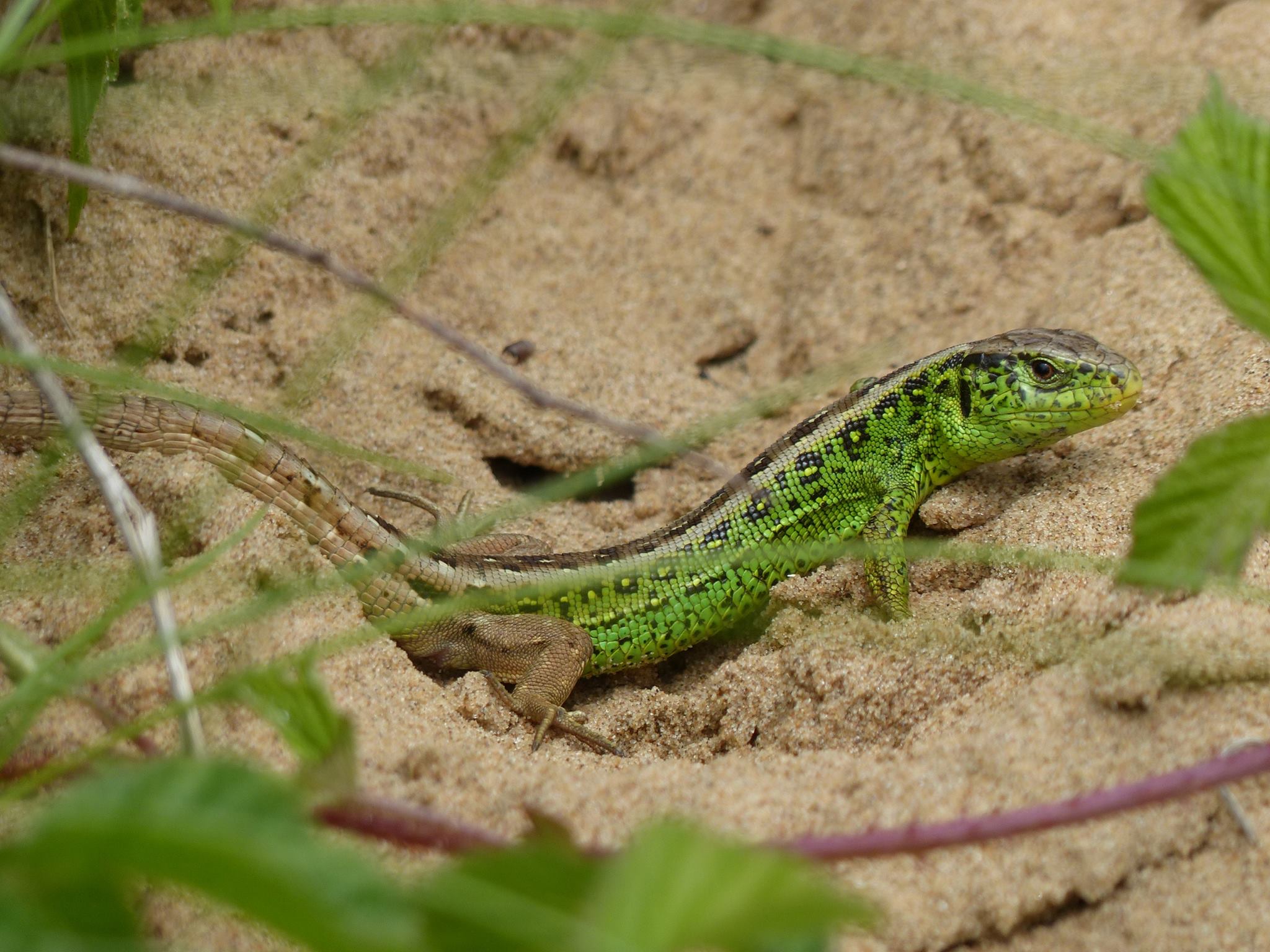 Surrey Amphibian and Reptile Group (SARG) | Hi, I live in Essex and ...
