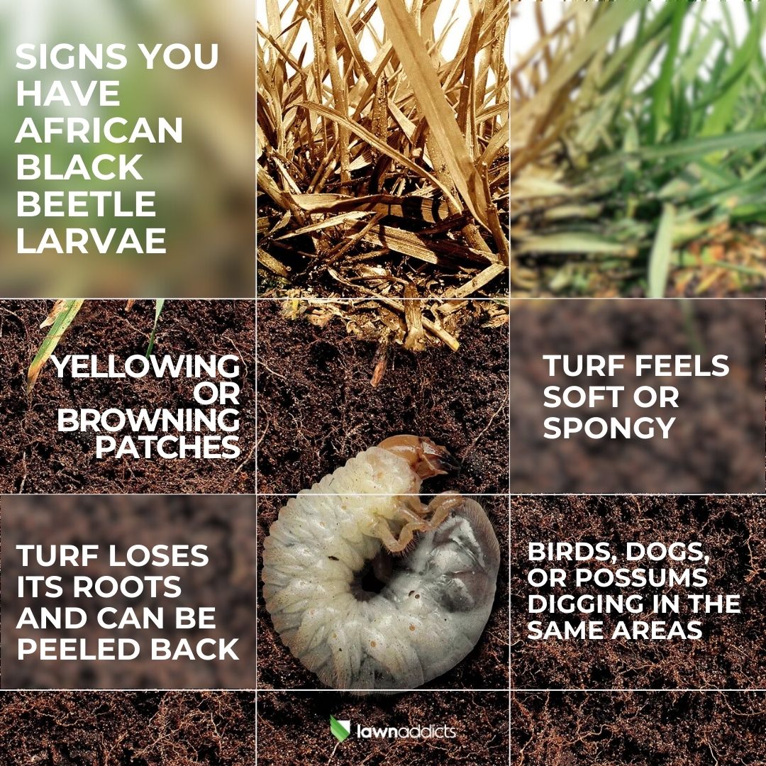 🌱 Lawn symptoms Yellowing or... - Lawn Addicts Geelong | Facebook