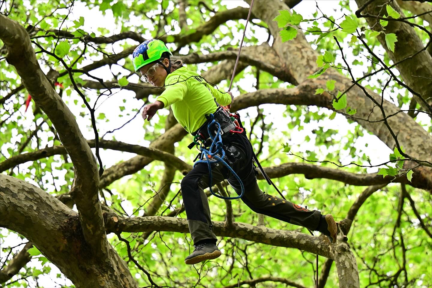 The Tree Doctor - ISA ITCC 2025. A few of the many... | Facebook