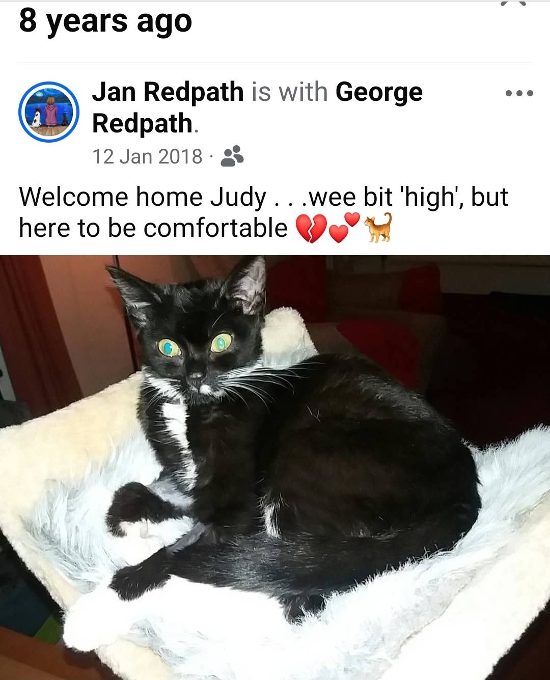 Judy - A... - Judy - A Kitten, now Cat, With Liver Shunt