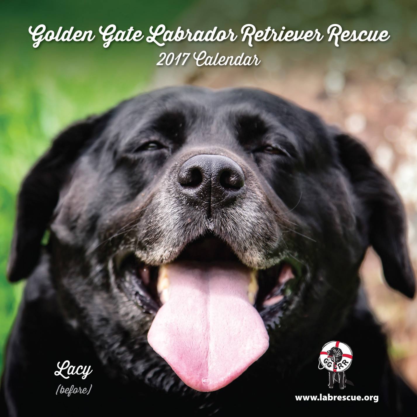 Is your Labrador... - Golden Gate Labrador Retriever Rescue