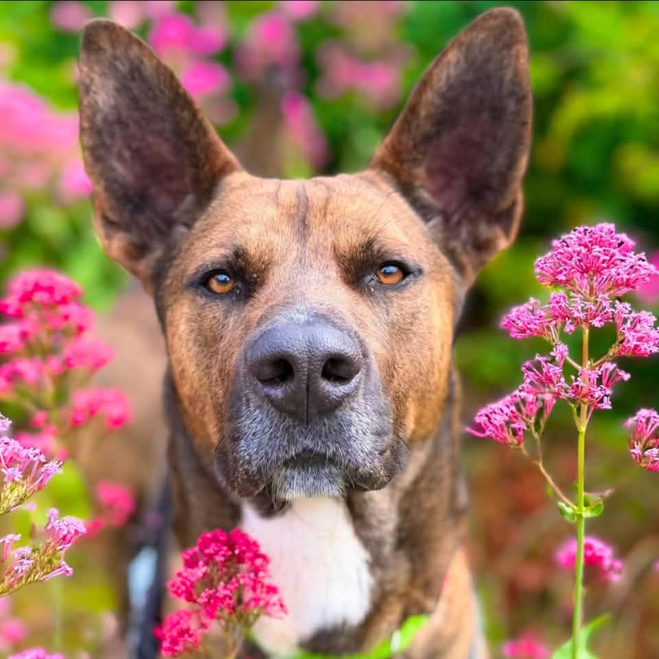 🐾 Join Team... - RSPCA Birmingham Animal Centre and Hospital | Facebook