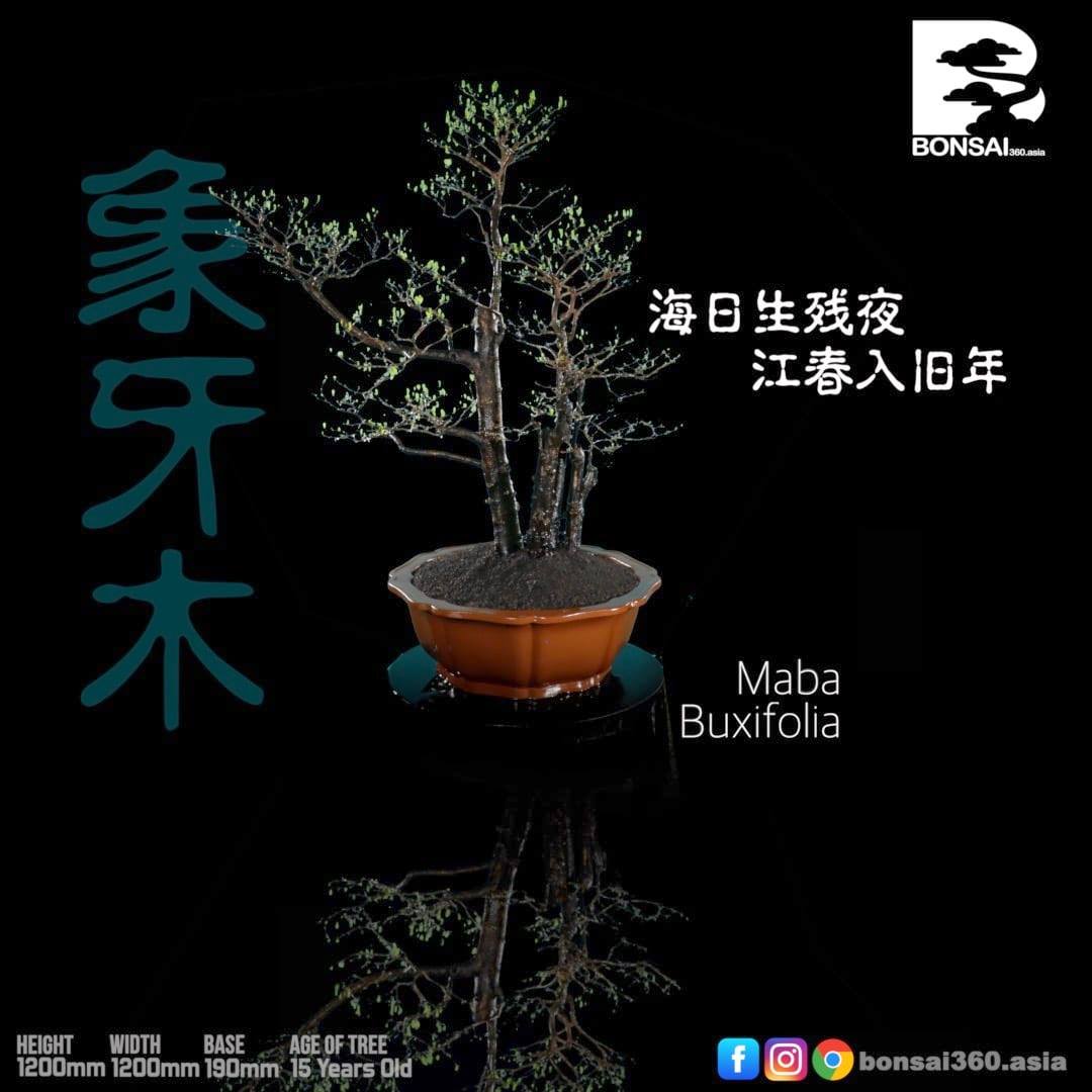 bonsai360.asia - Maba Buxifolia | Diospyros Ferrea | Kayu...