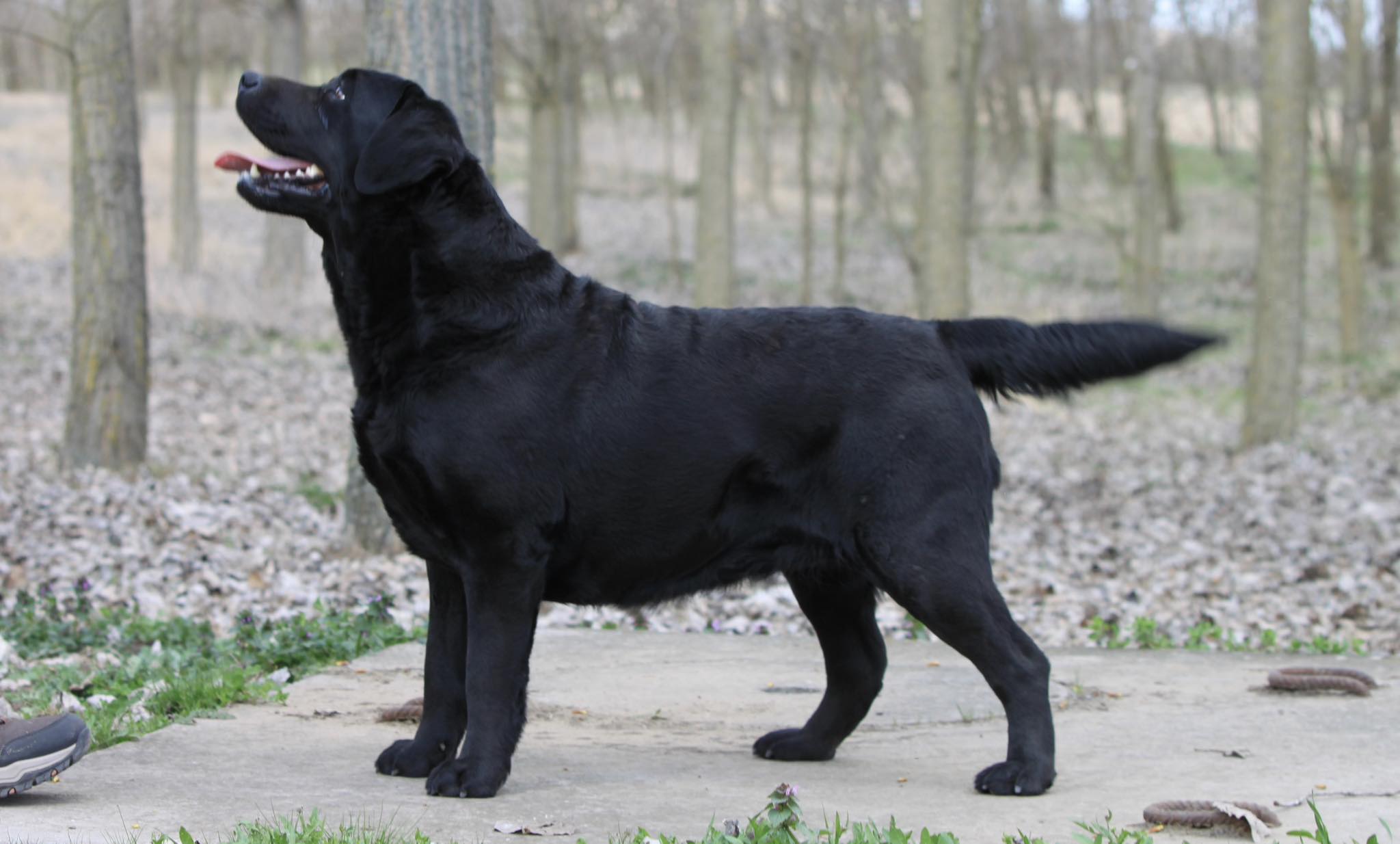 Midnight Sun Labrador Kennel | Nyíregyháza