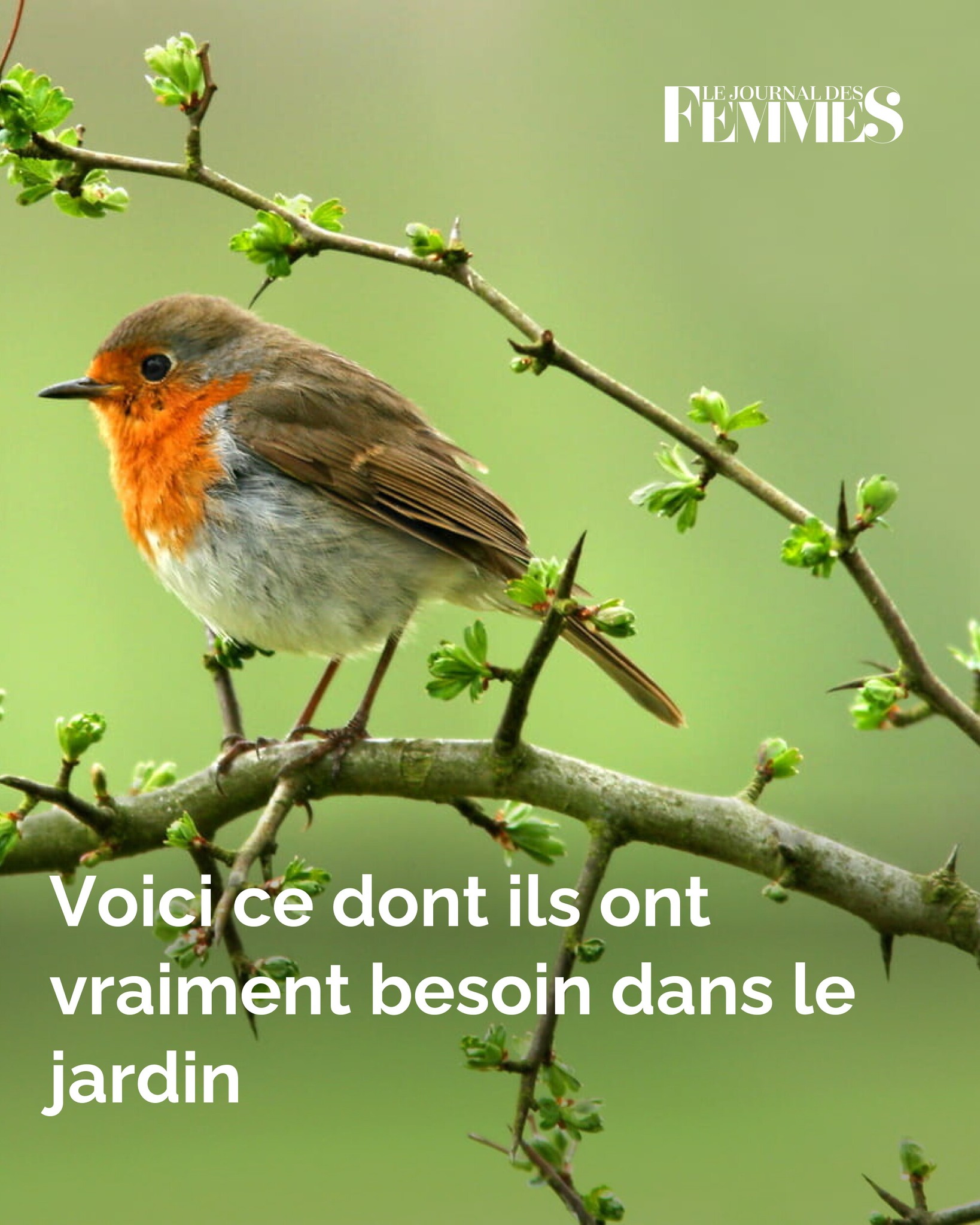 Maison D'Oiseau En Bois Nid Pour Perroquets Hirondelles - Accessoire Cage à Oiseaux Avec Porte