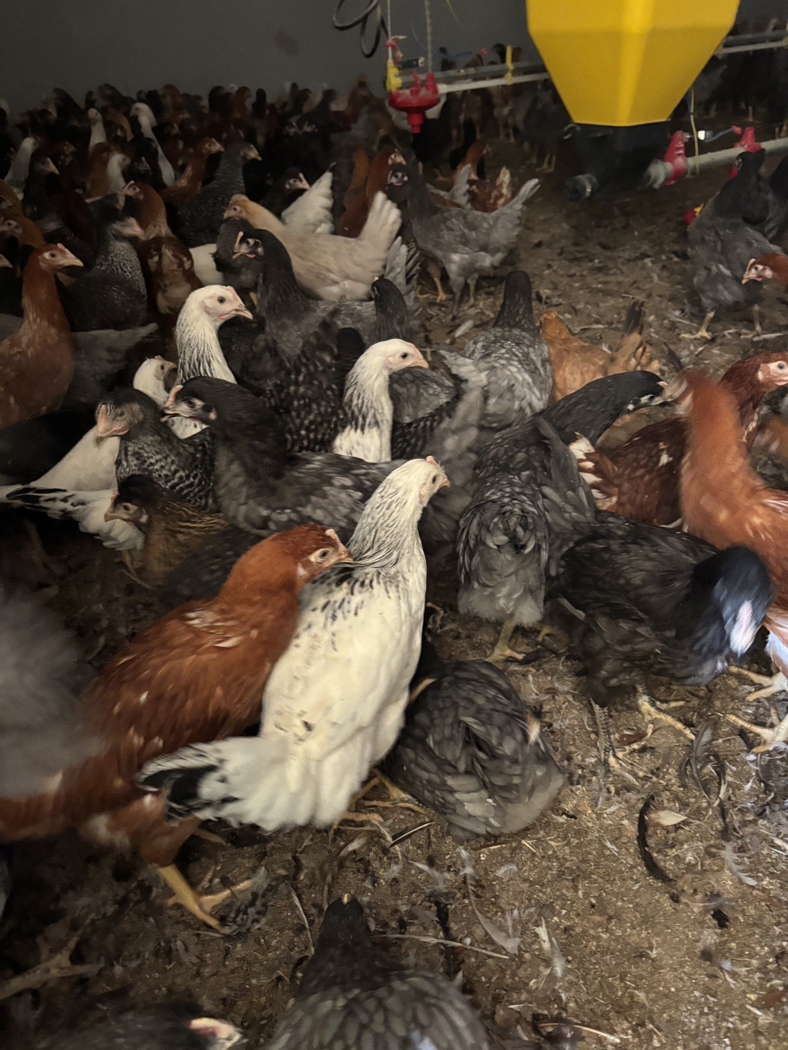 Hydina - 🐔18 týždňové kurčatá tesne pred znáškov, cena: 7,5 €/ks v 3 ...