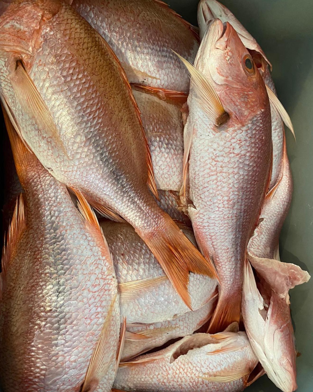 El Rincón del Pescador | Santa Isabel