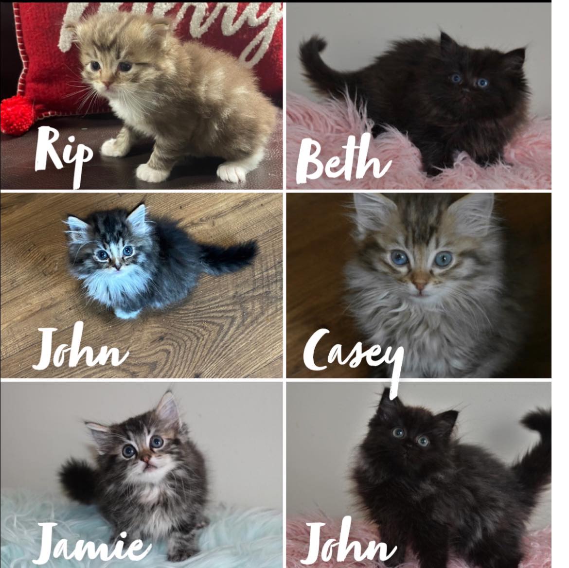 Nky Top Notch Ragdolls | Hebron KY