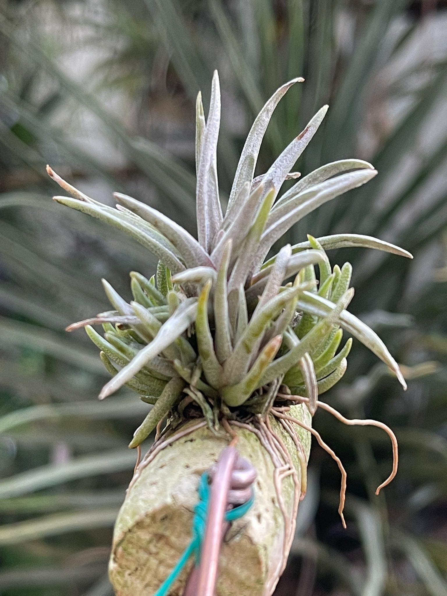 T.chapeuensis var. turriformis 白发魔女～