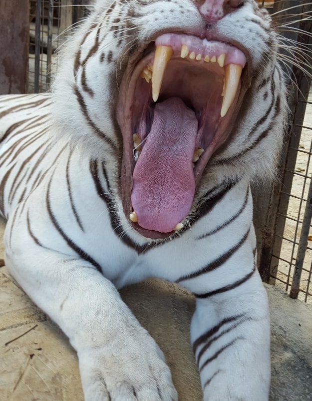 Daisy's busy getting the last morsel of chicken from between her teeth 😋. Did you know that tigers have the largest canines out of all the species of big cats? 2.5-3 Inches! 😁