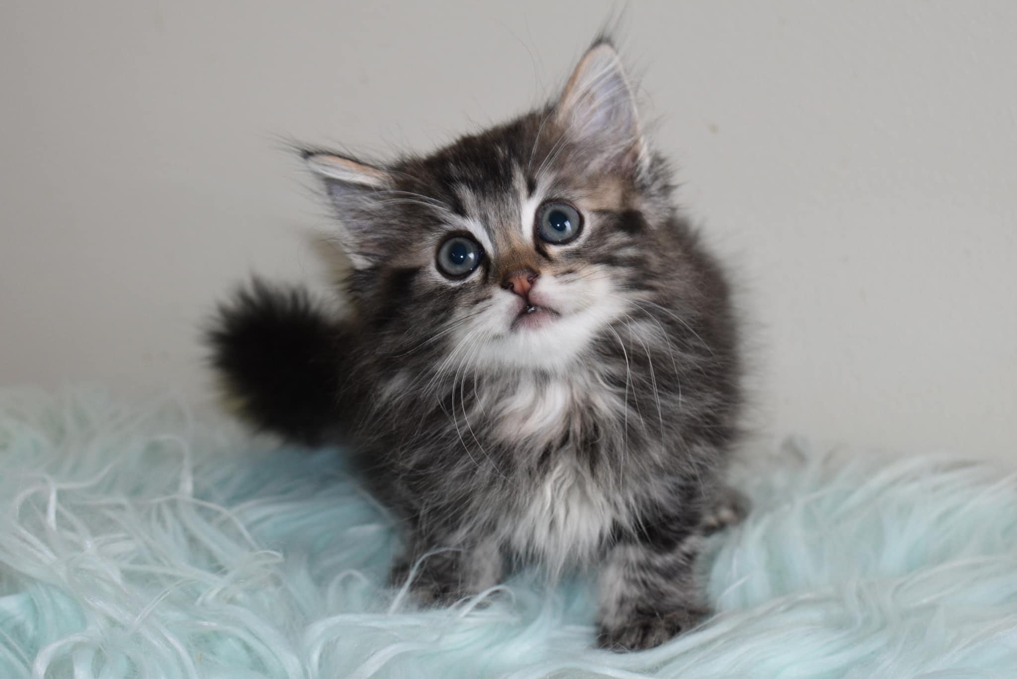 Nky Top Notch Ragdolls | Hebron KY