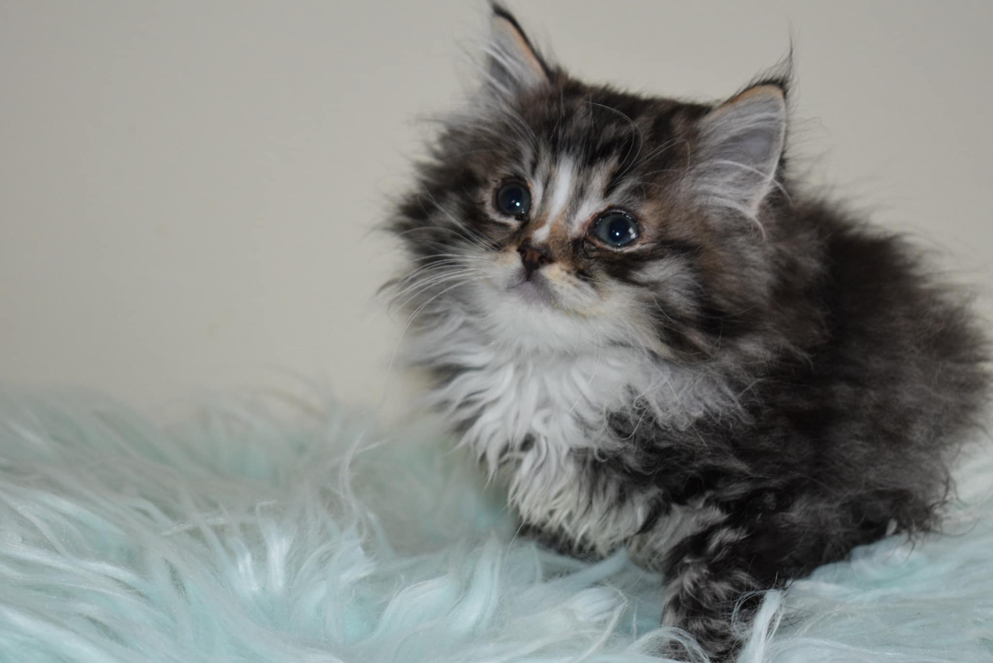 Nky Top Notch Ragdolls | Hebron KY