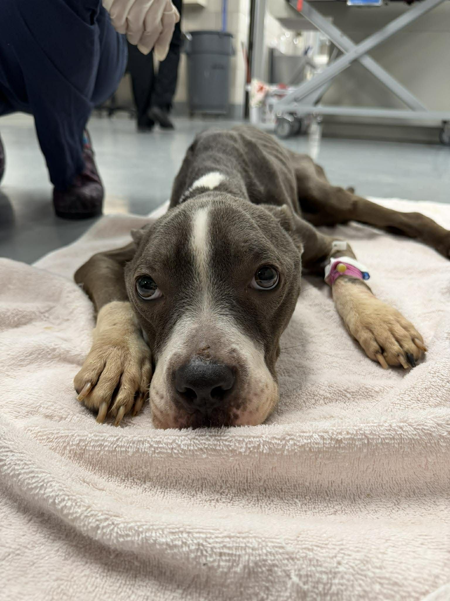 Another day, another badly emaciated dog. This is Chickpea and we need to help her. Right now shes at animal control and can't hold her own body up. If you can help