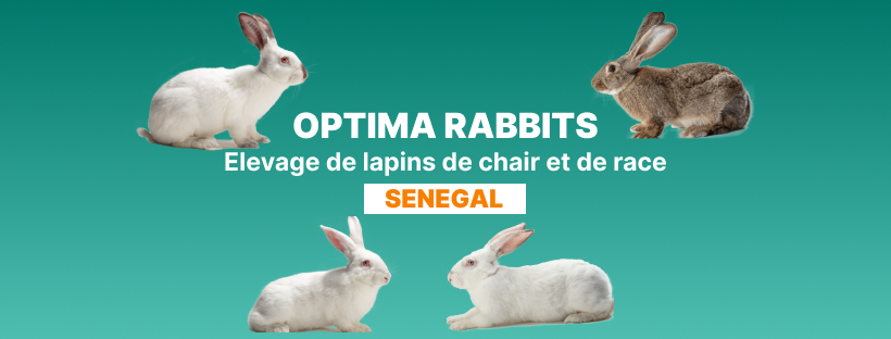 Optima Rabbits