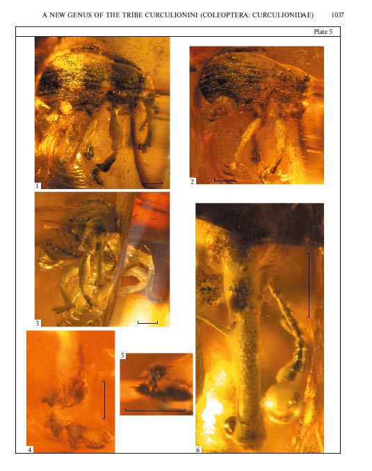 Baldorhynchus monziniorum, a new species of hypogean Curculionidae