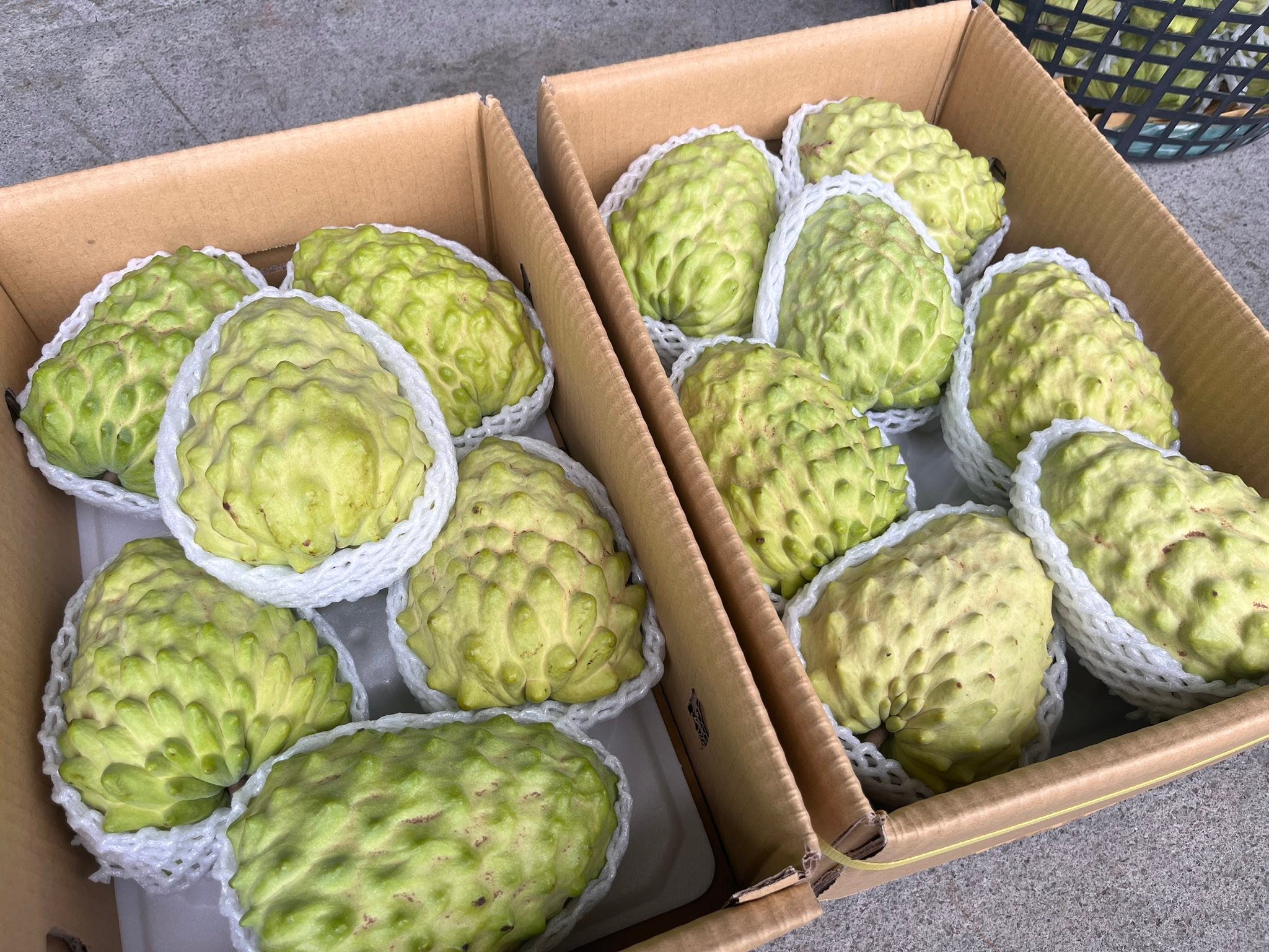 美美釋迦產地嚴選 - ⭕️巨無霸⭕️鳳梨釋迦「超大果」 「沒有最大。只有更大！」 （6-7粒）10台斤... | Facebook