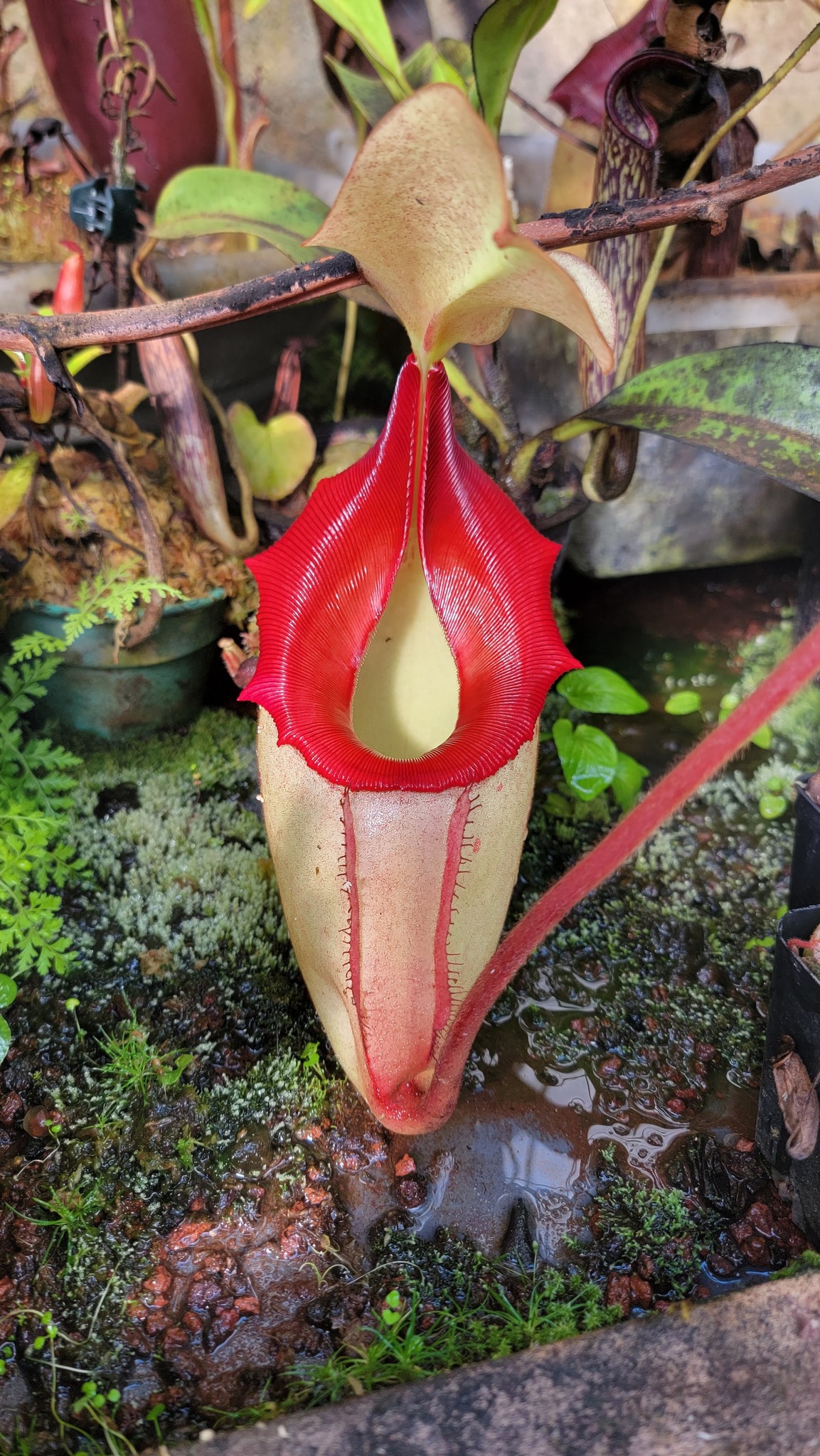 Nepenthes 'Candy Dreams' hybrid at Redleaf Exotics